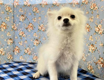 ちっちゃいサモエド⁉ いやいや、ボクはポメラニアンです。 ポメラニアン