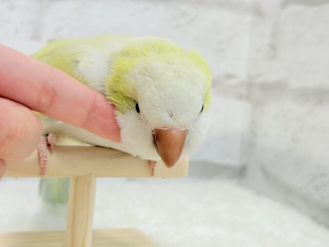 オキナインコ