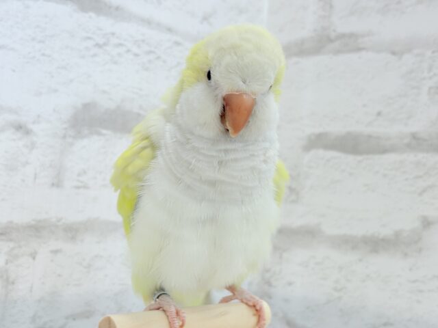オキナインコ