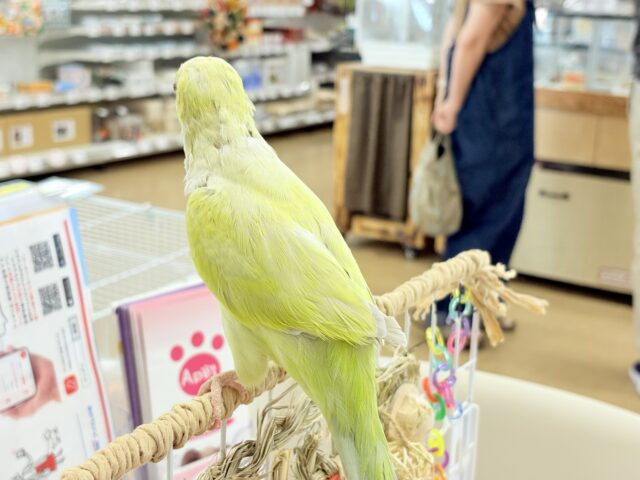 オキナインコ