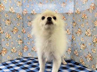 ちっちゃいサモエド⁉ いやいや、ボクはポメラニアンです。 ポメラニアン