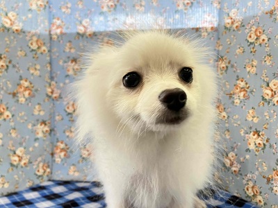 ちっちゃいサモエド⁉ いやいや、ボクはポメラニアンです。 ポメラニアン