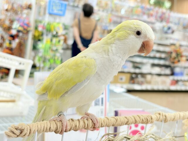 オキナインコ