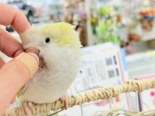 オキナインコ
