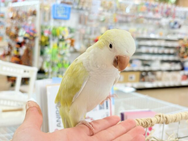 オキナインコ