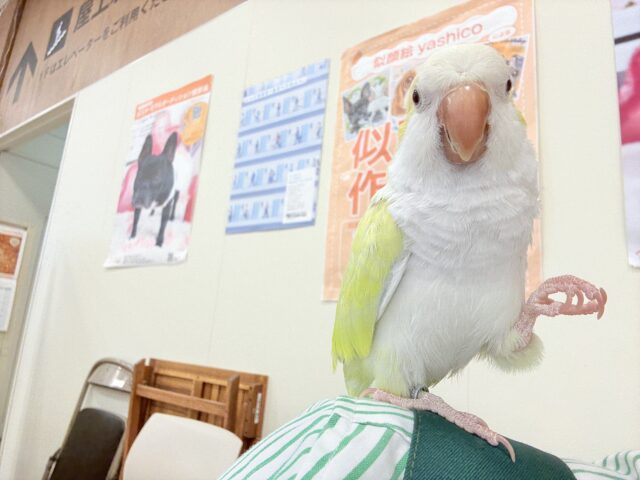 オキナインコ