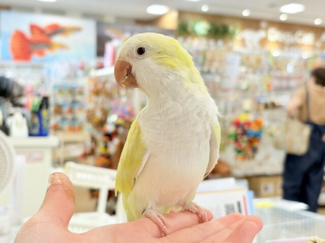 オキナインコ
