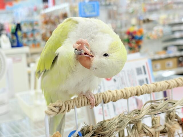 オキナインコ