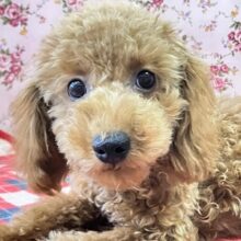 10/4更新　やっぱり人気！トイプードルの女のコ(#^^#)