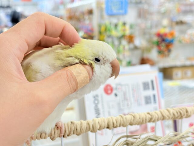 オキナインコ