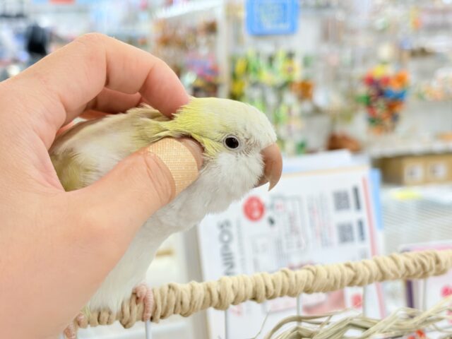 オキナインコ