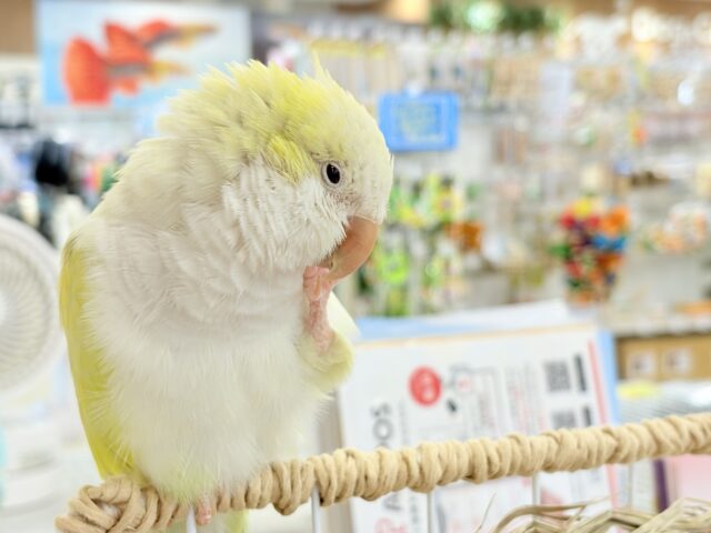 オキナインコ