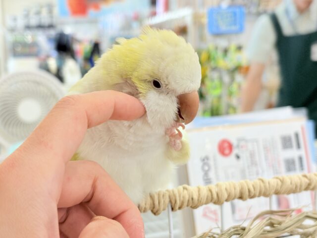 オキナインコ