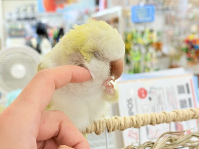 オキナインコ