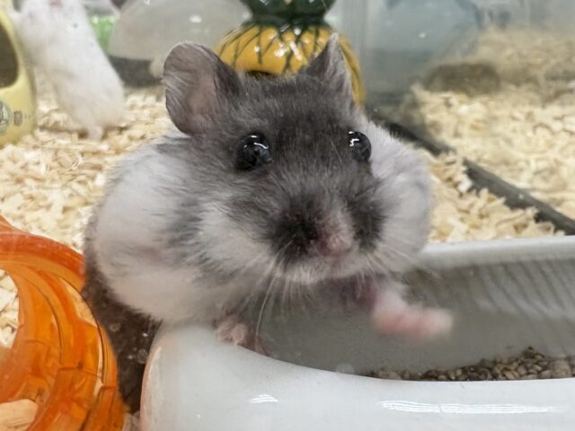 お口いっぱいの食いしん坊❣️マーブルハムスターちゃん‼️(男の子) ジャンガリアン