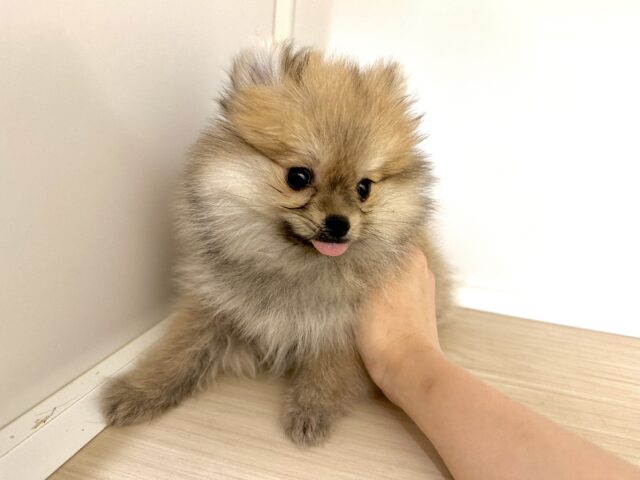 ポメラニアン