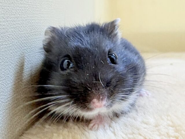 ジャンガリアン