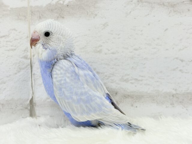 美カラー💖ヨチヨチ歩きのペンギンさん🐥🐾セキセイインコ(ライラック) ヒナ セキセイインコ