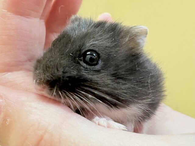 ジャンガリアン