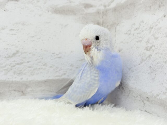 美カラー💖ヨチヨチ歩きのペンギンさん🐥🐾セキセイインコ(ライラック) ヒナ セキセイインコ