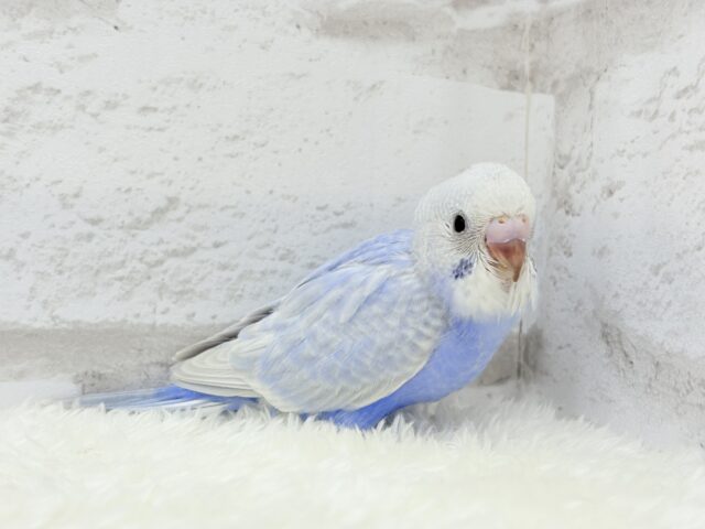 美カラー💖ヨチヨチ歩きのペンギンさん🐥🐾セキセイインコ(ライラック) ヒナ セキセイインコ