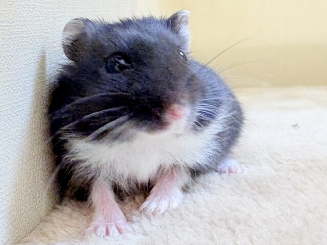 ジャンガリアン