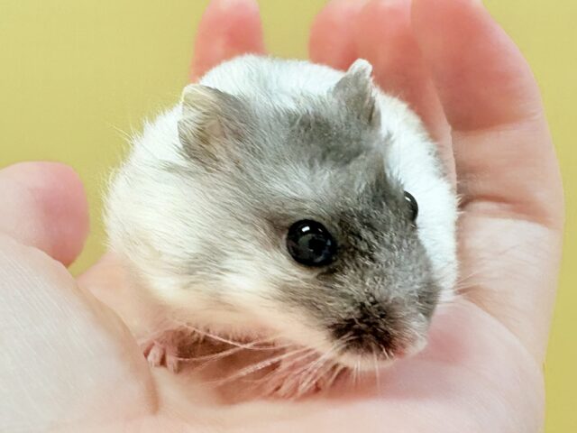 お口いっぱいの食いしん坊❣️マーブルハムスターちゃん‼️(男の子) ジャンガリアン