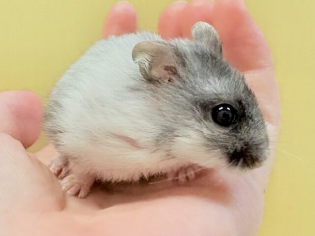 お口いっぱいの食いしん坊❣️マーブルハムスターちゃん‼️(男の子) ジャンガリアン