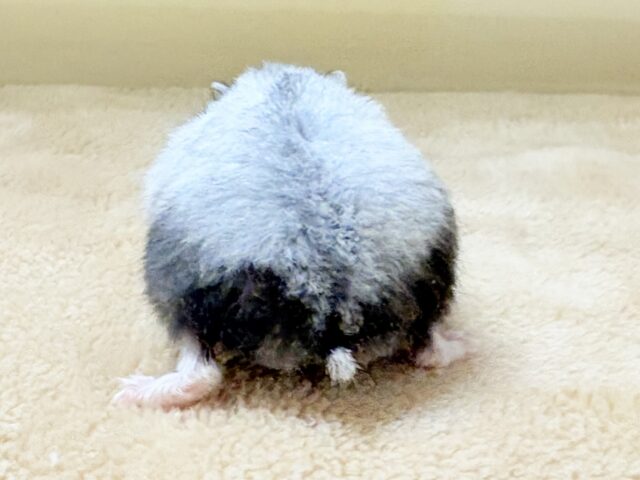 お口いっぱいの食いしん坊❣️マーブルハムスターちゃん‼️(男の子) ジャンガリアン