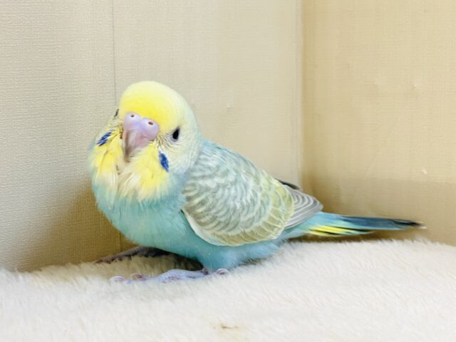 セキセイインコ