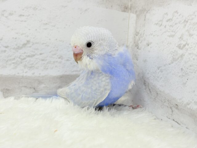美カラー💖ヨチヨチ歩きのペンギンさん🐥🐾セキセイインコ(ライラック) ヒナ セキセイインコ
