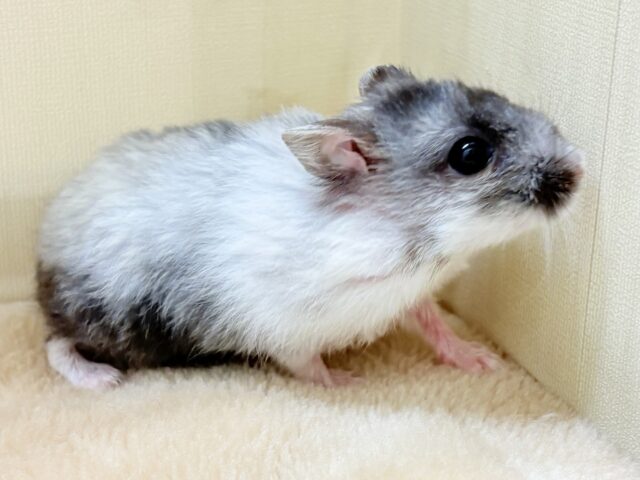 お口いっぱいの食いしん坊❣️マーブルハムスターちゃん‼️(男の子) ジャンガリアン