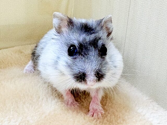 お口いっぱいの食いしん坊❣️マーブルハムスターちゃん‼️(男の子) ジャンガリアン