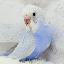 美カラー💖ヨチヨチ歩きのペンギンさん🐥🐾セキセイインコ(ライラック) ヒナ