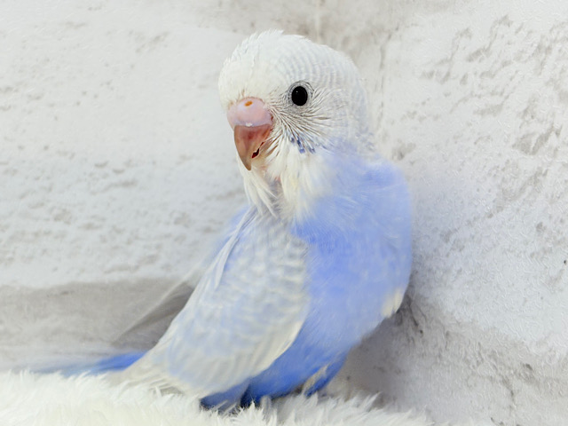 美カラー💖ヨチヨチ歩きのペンギンさん🐥🐾セキセイインコ(ライラック) ヒナ 美カラー💖ヨチヨチ歩きのペンギンさん🐥🐾セキセイインコ(ライラック) ヒナ
