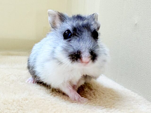 お口いっぱいの食いしん坊❣️マーブルハムスターちゃん‼️(男の子) ジャンガリアン