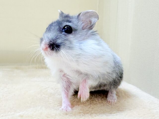 お口いっぱいの食いしん坊❣️マーブルハムスターちゃん‼️(男の子) ジャンガリアン