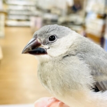 【最新画像】沢山食べて大きくなるよ‼️桜文鳥(ヒナ)
