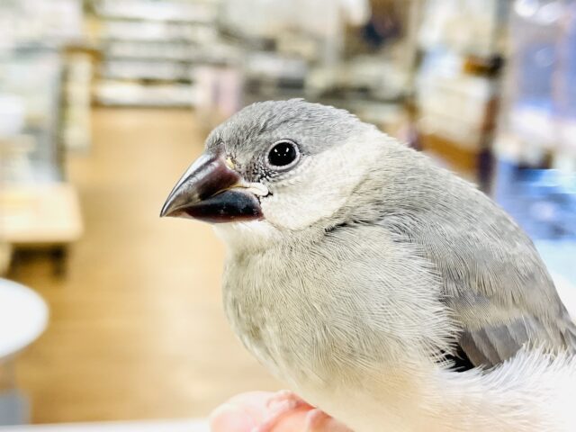 【最新画像】沢山食べて大きくなるよ‼️桜文鳥(ヒナ)