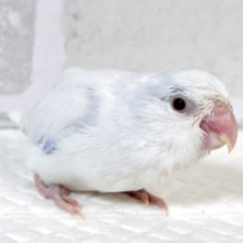 マメルリハ  ホワイトライラックファロー  男の子  🦢🤍𓂃𓈒𓏸︎︎︎︎