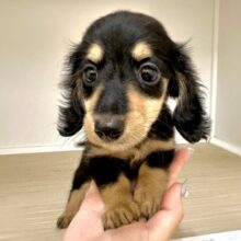 .*･ﾟ 甘々〜〜 .ﾟ･*.カニヘンダックス男の子