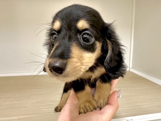 カニンヘンダックス