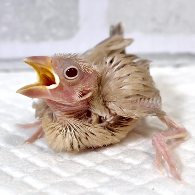 シナモン文鳥 💛🧡✧*。