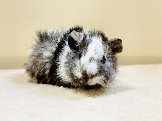 オシャレ番長💕白黒カラーのアビシニアンモルモットくん（男の子）