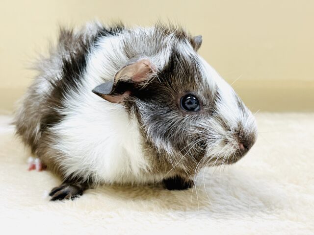 アビシニアンモルモット