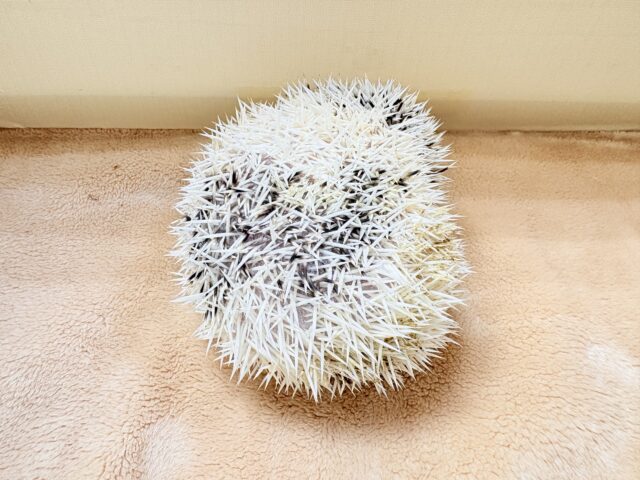 【最新画像】魅力たっぷり🪄.⋆⟡ハリネズミ(パイド)の男の子 ハリネズミ