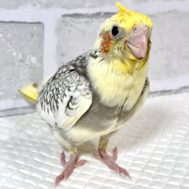 オカメインコ