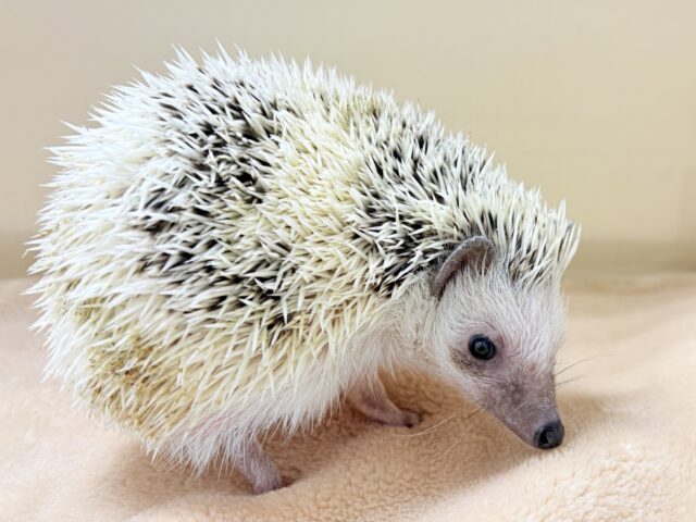 【最新画像】魅力たっぷり🪄.⋆⟡ハリネズミ(パイド)の男の子 ハリネズミ