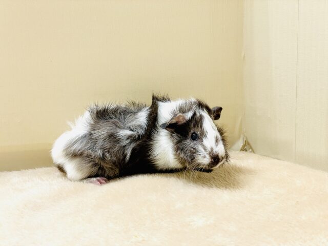 アビシニアンモルモット