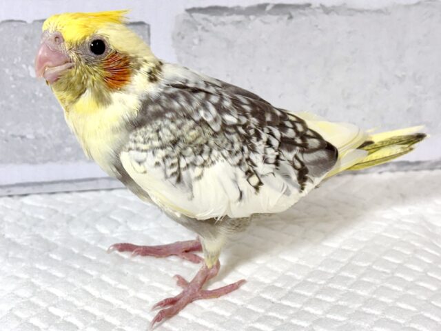 オカメインコ